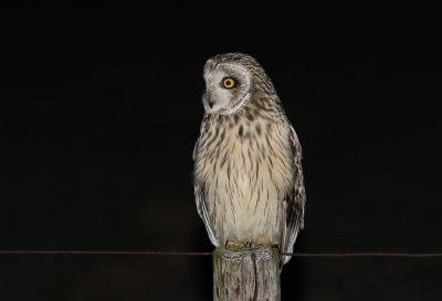 Velduil / Short-eared Owl