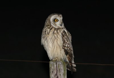 Velduil / Short-eared Owl