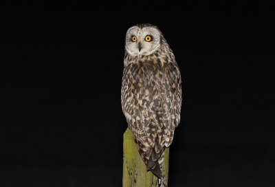 Velduil / Short-eared Owl