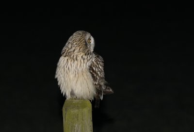 Velduil / Short-eared Owl