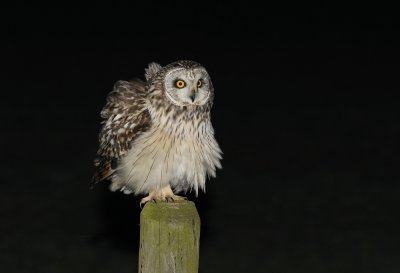 Velduil / Short-eared Owl