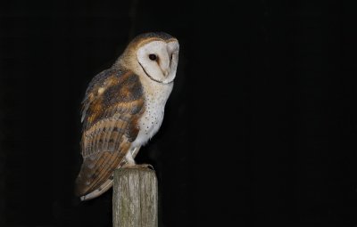 Kerkuil / Barn Owl