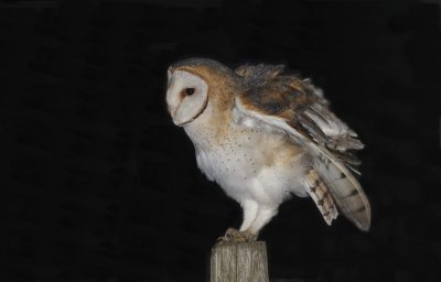 Kerkuil / Barn Owl
