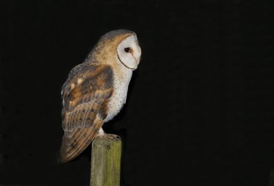 Kerkuil / Barn Owl