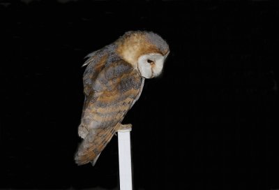 Kerkuil / Barn Owl