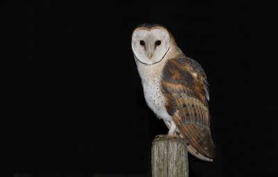 Kerkuil / Barn Owl