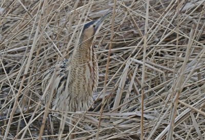 Roerdomp / Great Bittern