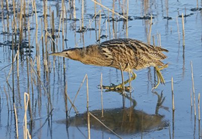 Roerdomp / Great Bittern