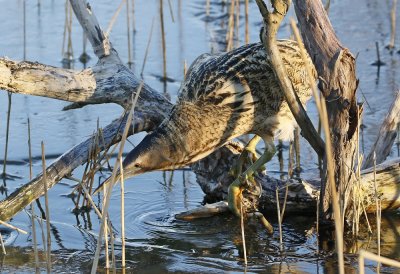 Roerdomp / Great Bittern