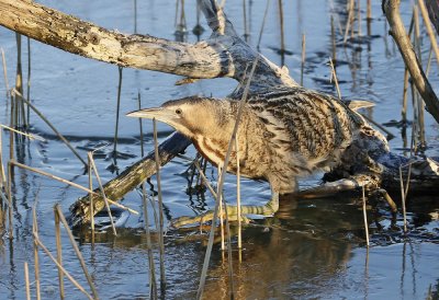 Roerdomp / Great Bittern