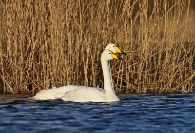 Wilde Zwaan / Whooper Swan