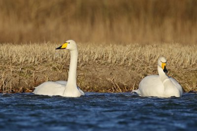 Wilde Zwaan / Whooper Swan