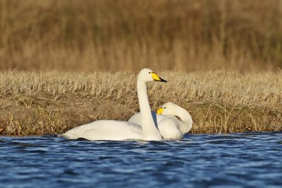 Wilde Zwaan / Whooper Swan