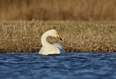 Wilde Zwaan / Whooper Swan
