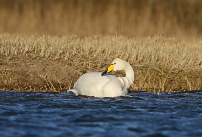 Wilde Zwaan / Whooper Swan
