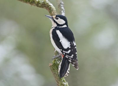 :: Grote Bonte Specht / Great Spotted Woodpecker ::