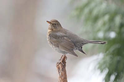 Merel / Common Blackbird