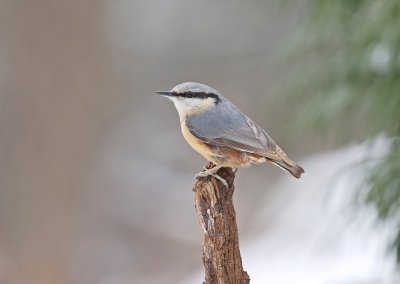 :: Boomklever / Nuthatch ::