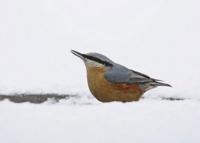 Boomklever / Eurasian Nuthatch