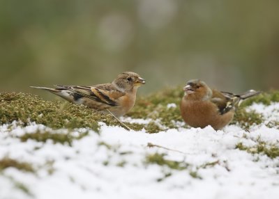 Keep / Brambling