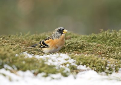 Keep / Brambling