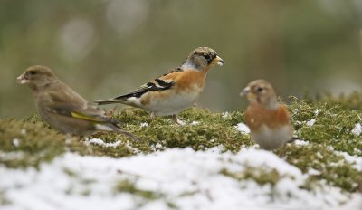 Keep / Brambling