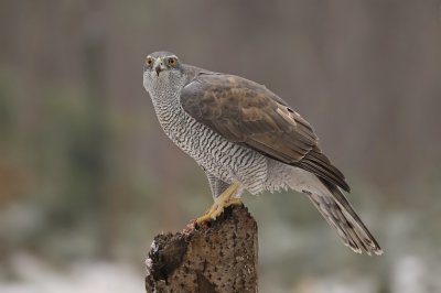 Havik / Northern Goshawk