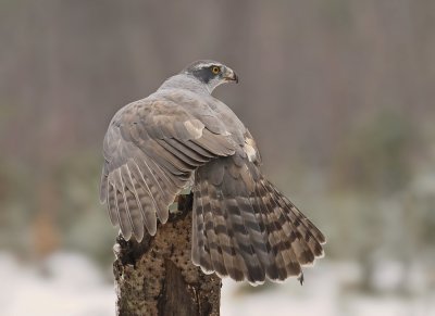 Havik / Northern Goshawk