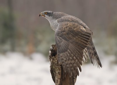 Havik / Northern Goshawk