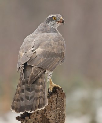 Havik / Northern Goshawk