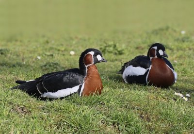 Roodhalsgans / Red-Breasted Goose