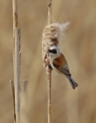 Buidelmees / Eurasian Penduline Tit