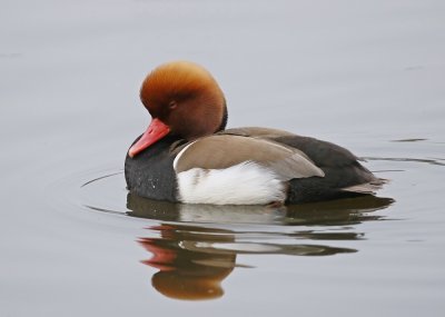 Krooneend / Red-crested Pochard