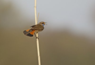 Blauwborst / Bluethroat