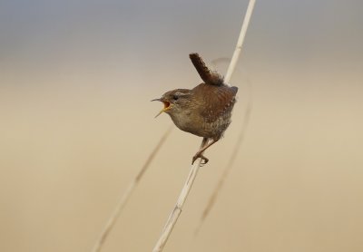 Winterkoning / Northern Wren