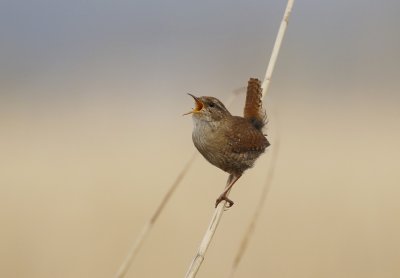 Winterkoning / Northern Wren