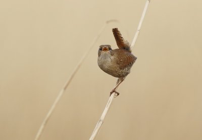 Winterkoning / Northern Wren