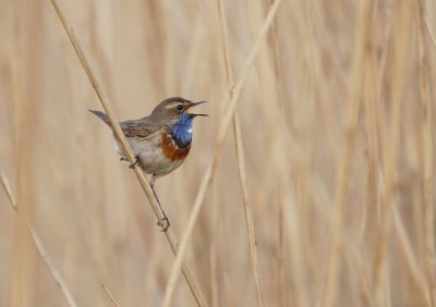 Blauwborst / Bluethroat