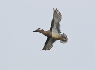 Zomertaling / Garganey