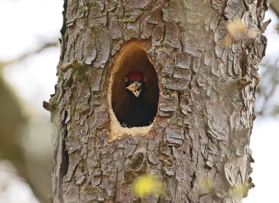 Zwarte Specht / Black Woodpecker