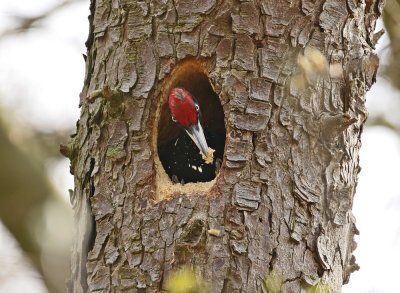 Zwarte Specht / Black Woodpecker