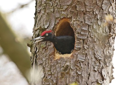 Zwarte Specht / Black Woodpecker