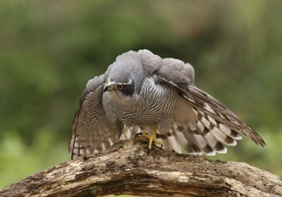 Havik / Northern Goshawk
