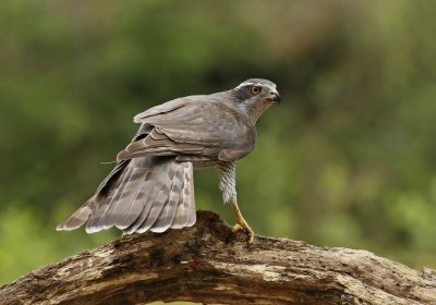 Havik / Northern Goshawk