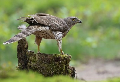 Havik / Northern Goshawk