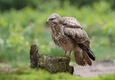 Buizerd / Common Buzzard