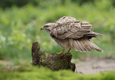 Buizerd / Common Buzzard