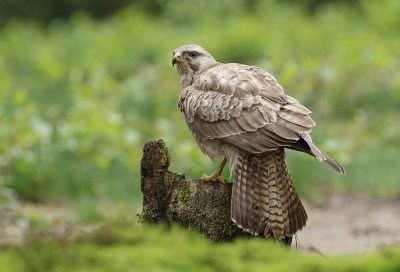Buizerd / Common Buzzard