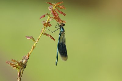 Weidebeekjuffer / Banded Demoiselle