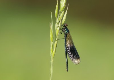 Weidebeekjuffer / Banded Demoiselle